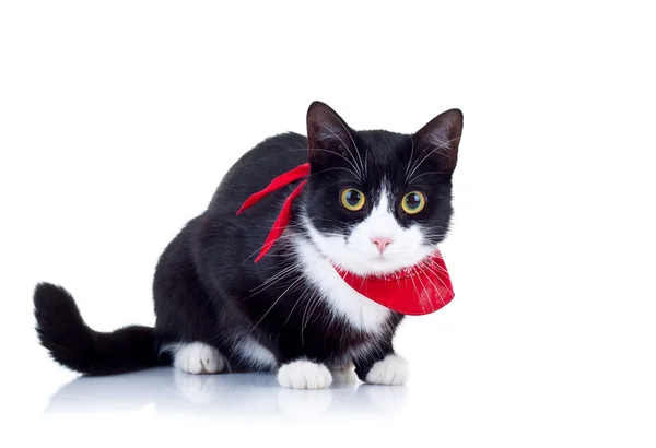 Тревога черно-белая кошка — стоковое фото