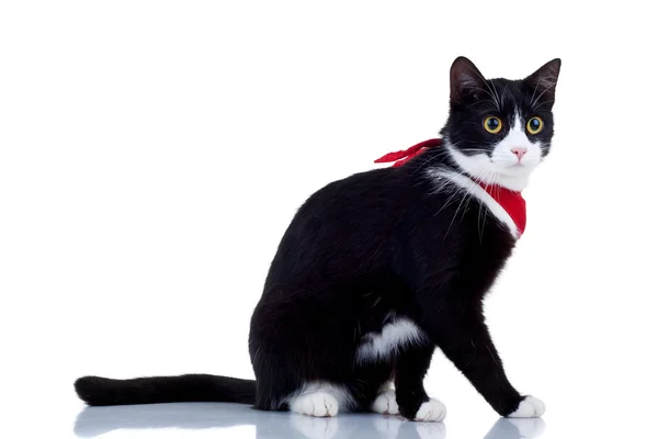 Kırmızı eşarp ile kedi — Stok fotoğraf