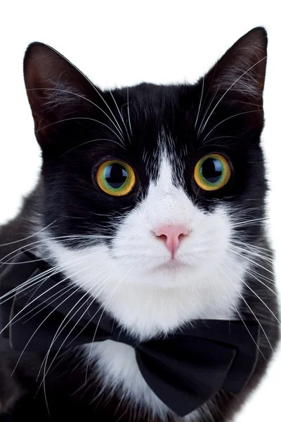 Kedi boyun fiyonk takmış — Stok fotoğraf