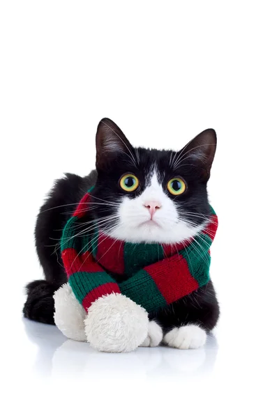 Kat het dragen van een rode en groene sjaal Stockfoto