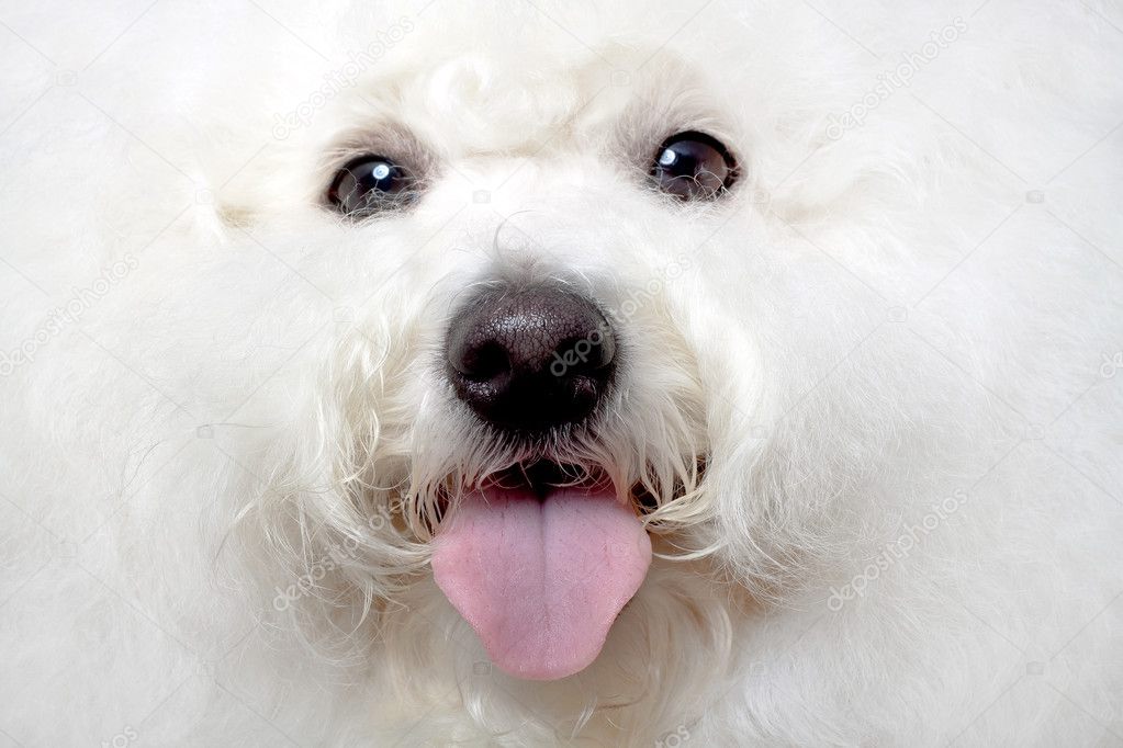 Cute face of a bichon with tongue exposed - focus on nose