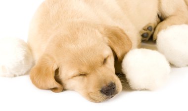 uykulu köpek yavrusu labrador geri almak