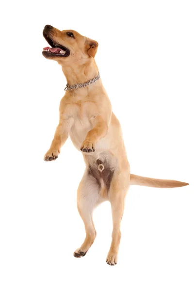 stock image Jumping labrador retriever