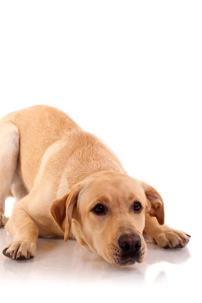 Mycket Alert Labrador Retriever Hund Sitter Vit Bakgrund — Stockfoto