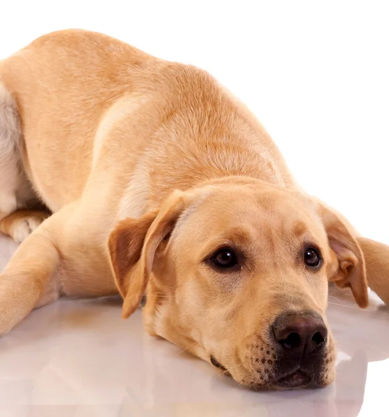 Bild Eines Traurig Aussehenden Labrador Retrievers Auf Weißem Hintergrund — Stockfoto