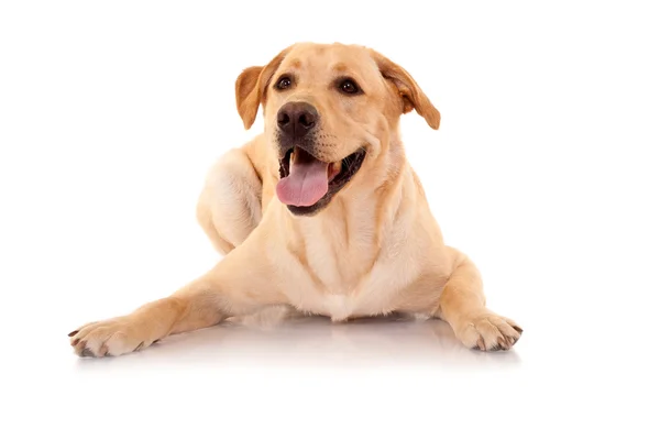 Happy Retriever Labrador — Stock Photo, Image