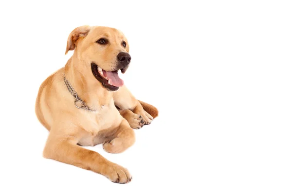 Сидящий щенок-лабрадор — стоковое фото