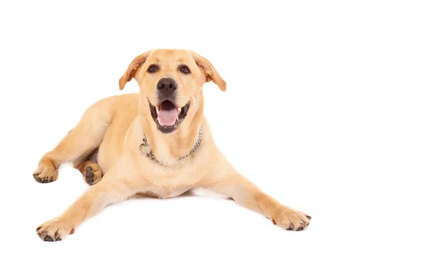 Cachorro Labrador retriever — Foto de Stock