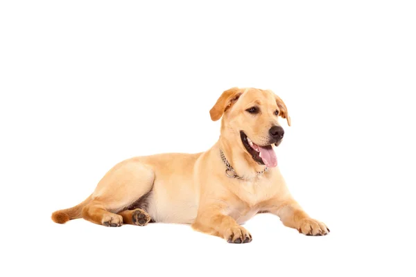 Labrador Retriever Köpek Yavrusu Oturmuş Bir Şey Beyaz Bir Arka — Stok fotoğraf