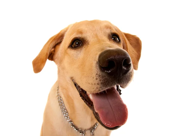 Šéf Labradorský retrívr štěně — Stock fotografie