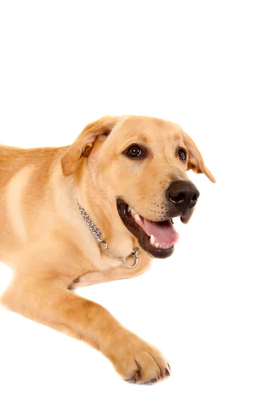 Bild Söt Labrador Retriever Med Öppen Mun — Stockfoto