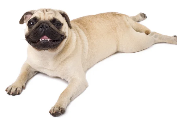 Picture of a pug lying — Stock Photo, Image
