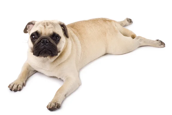 Picture Pug Lying White Background — Stock Photo, Image