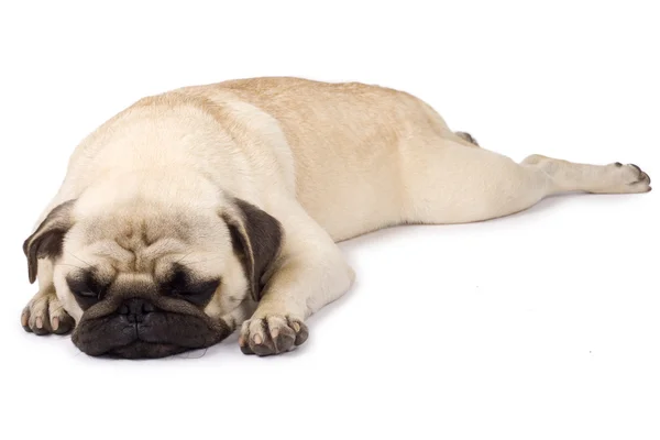Cute pug sleeping — Stock Photo, Image