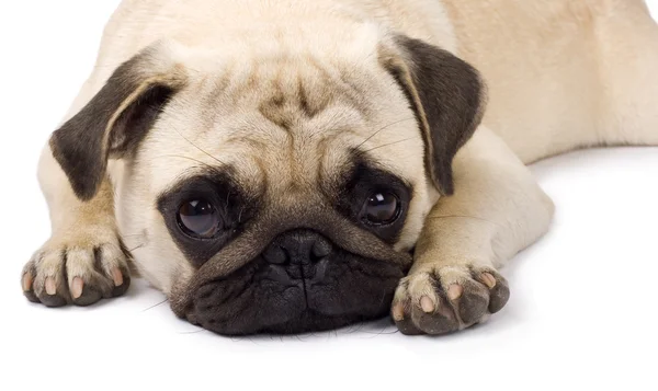 Lonely looking Pug — Stock Photo, Image