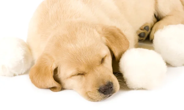 Sleepy Puppy Labrador recuperar — Foto de Stock