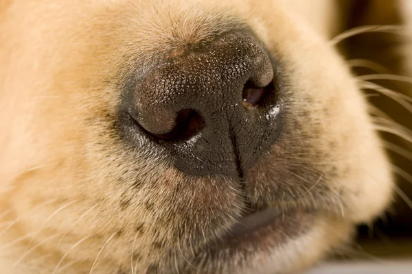 Close Cute Nose Labrador Retriever Cream — Stock Photo, Image