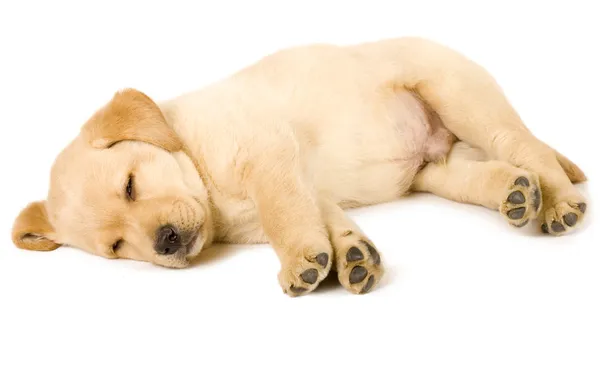 Labrador retriever pup slapen — Stockfoto