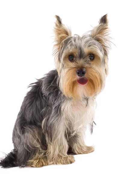 Yorkie Puppy Isolated White Head Tilted — Stock Photo, Image