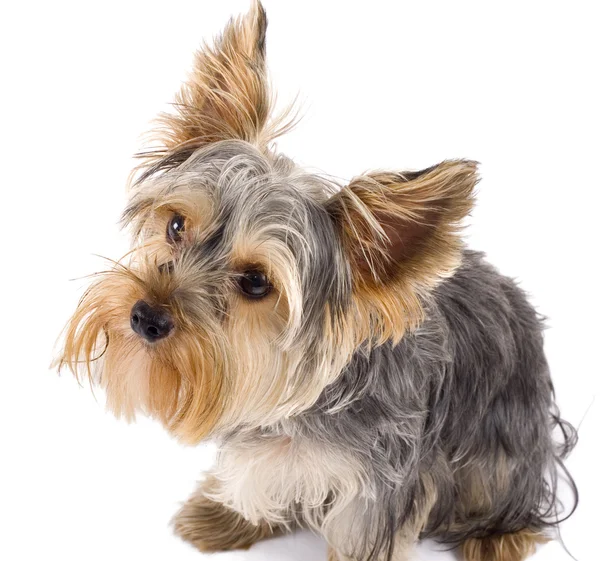 Imádnivaló yorkshire terrier kutya keresi fel — Stock Fotó