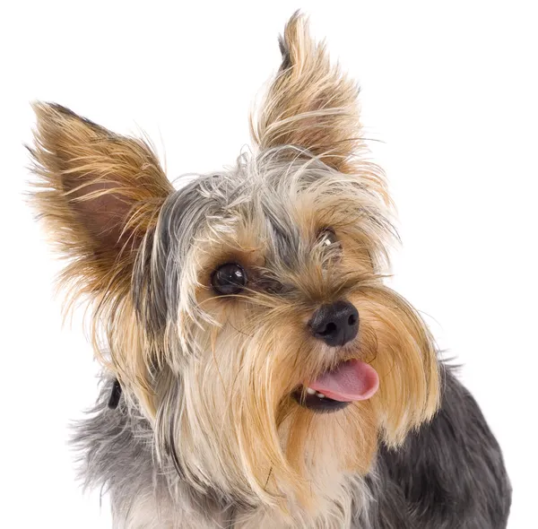 Cute Yorkshire Terrier Puppy Looking Isolated White — Stock Photo, Image