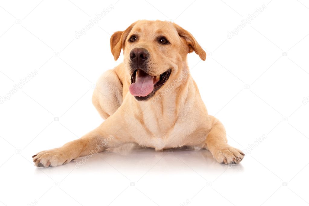 Happy Retriever Labrador