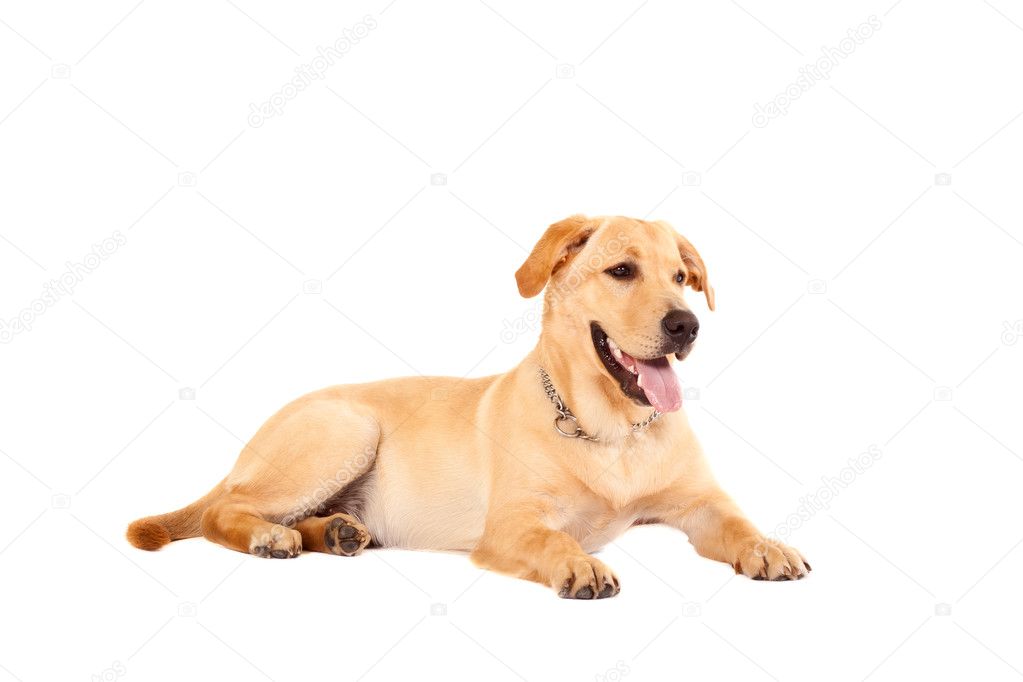 cute golden retriever dog, isolated on a white studio background