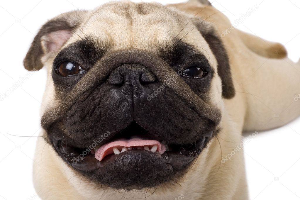 Close up of a pug isolated on white background