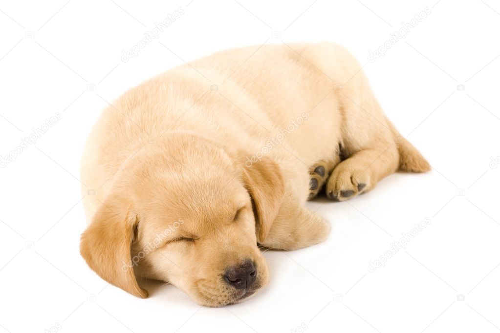 Sleeping Labrador retriever puppy against white background
