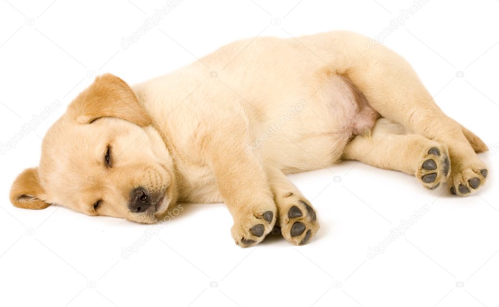 Labrador retriever puppy sleeping