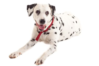 Dalmatian sitting clipart