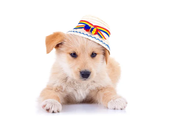 狗戴着罗马尼亚的传统帽子 — 图库照片