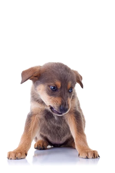 Angry homeless puppy — Stock Photo, Image