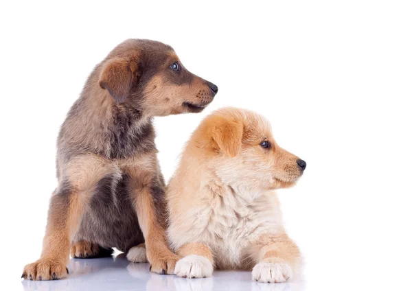 Two stray puppies looking to a side — Stock Photo, Image