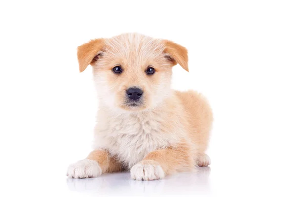 Bonito cão vadio sentado — Fotografia de Stock