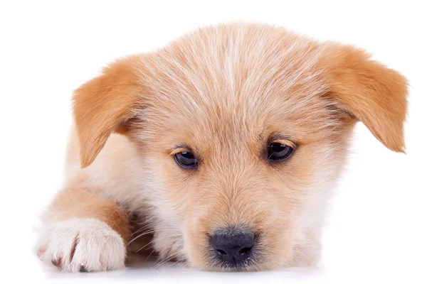 Bardzo cute puppy żółty — Zdjęcie stockowe