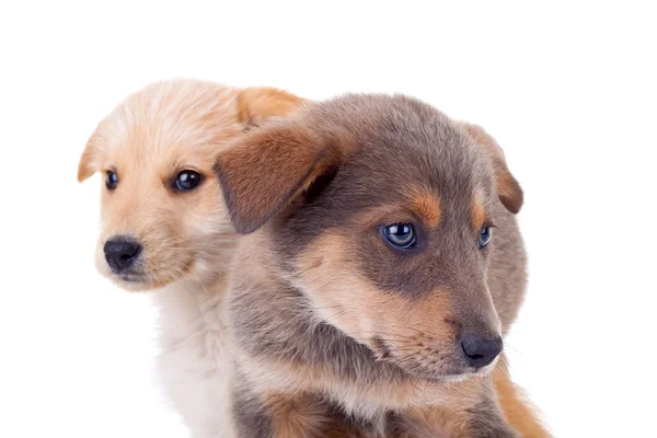 Twee verdwaalde puppies — Stockfoto