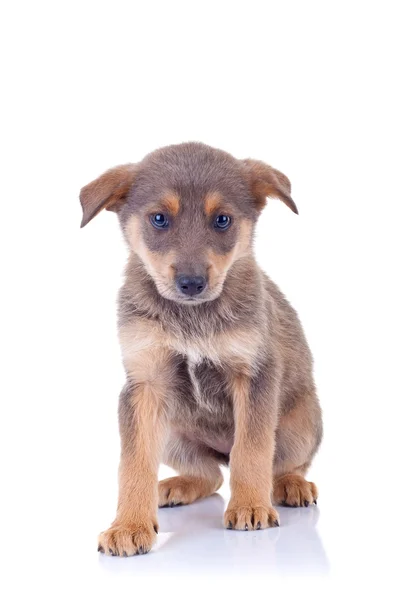 Randagio marrone cucciolo — Foto Stock