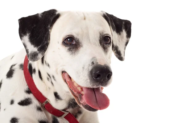 Panting dalmatian — Stock Photo, Image