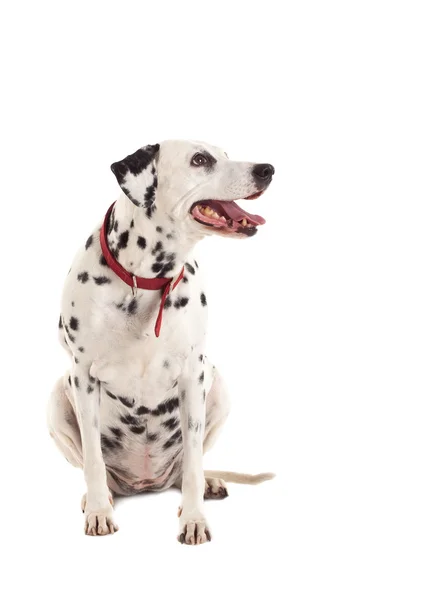 Dalmatian looking to a side — Stock Photo, Image