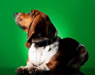 Basset Hound Puppy clipart