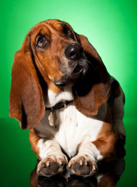 Curious basset dog clipart