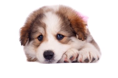 Sad little puppy clipart