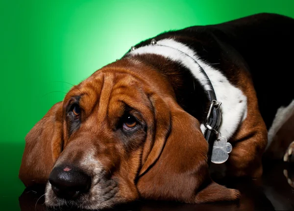Triste olhar basset cara de cão — Fotografia de Stock
