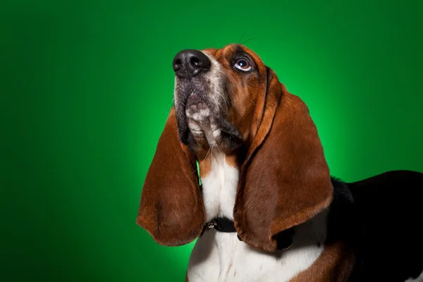 Grande basset cão cão de caça olhando para cima — Fotografia de Stock