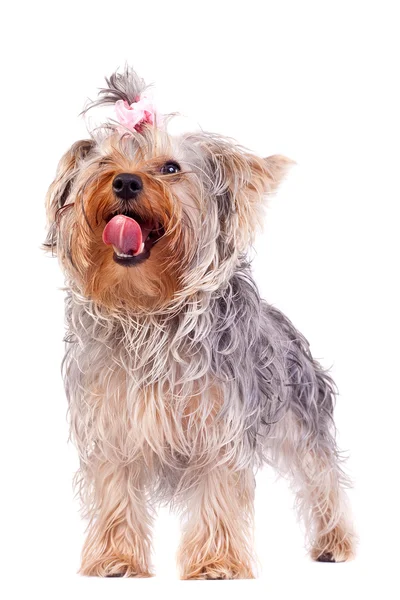Liten yorkshire terrier slickar sin näsa — Stockfoto