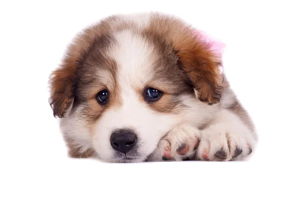 Triest kleine pup — Stockfoto
