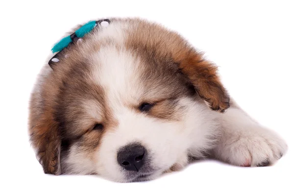 Спящий буковинский щенок — стоковое фото