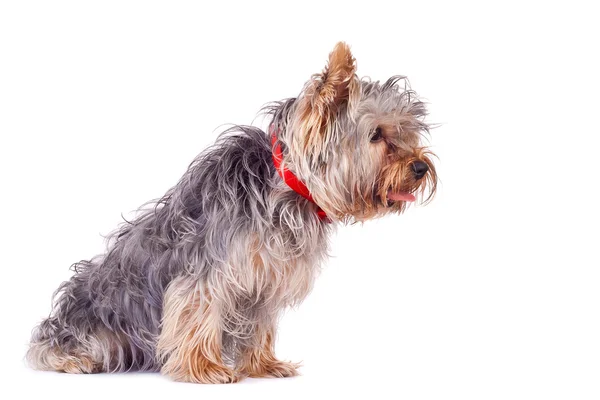 Muy curioso yorkshire terrier — Foto de Stock