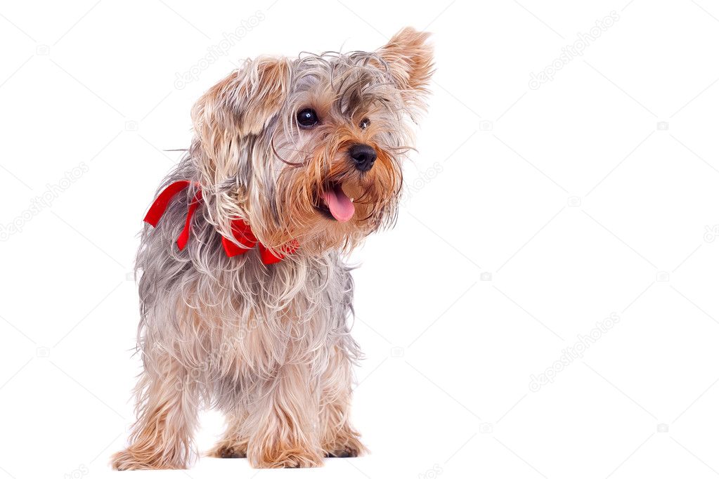 Panting small yorkshire terrier